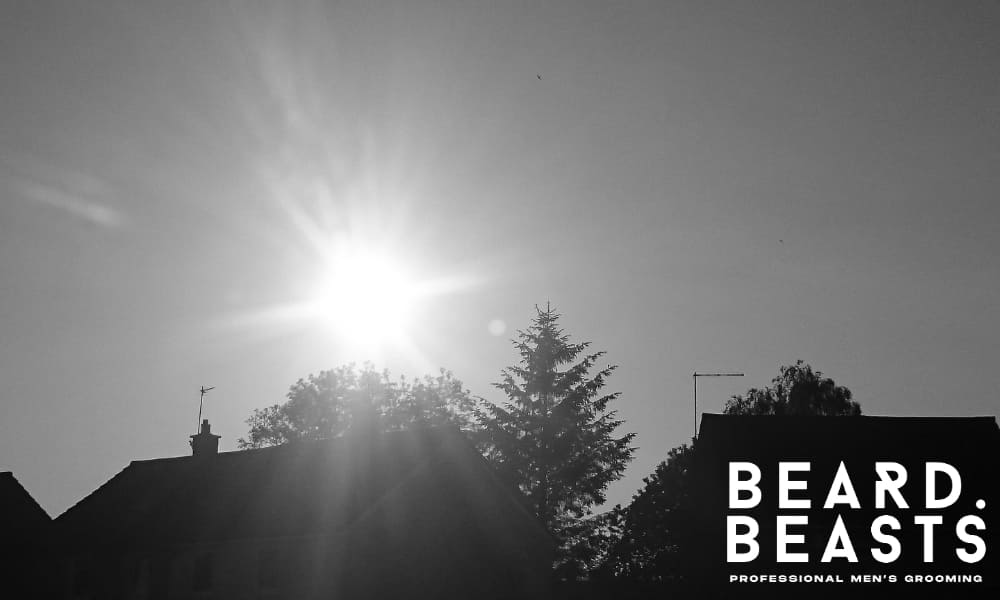 Silhouette of trees against a sunset, symbolizing the importance of protecting your beard from harsh sunlight and environmental elements.