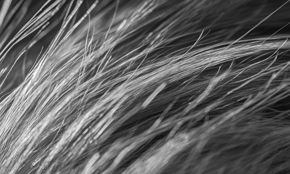 Extreme close-up of dry, damaged beard hair showing visible split ends—highlighting common grooming issues from neglect or over-brushing.