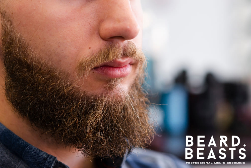 Close-up of a man's well-groomed beard, showcasing thick and healthy beard growth with a focus on texture and fullness, emphasizing natural beard care. The background is softly blurred, highlighting the beard and its condition as a result of professional grooming techniques.