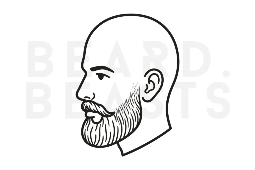 Rounded 20mm beard vector illustration showing a short beard with a soft lower edge, full chin coverage, and lighter cheek growth