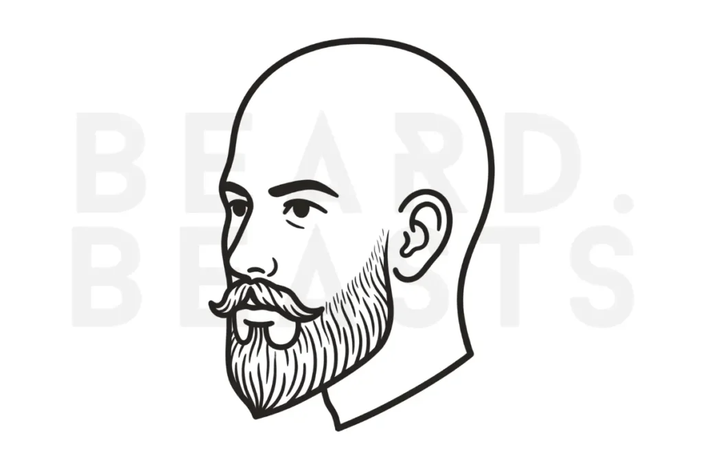 Short ducktail 20mm beard vector illustration showing a short beard with a slight chin point, cleaner sides, and full lower beard