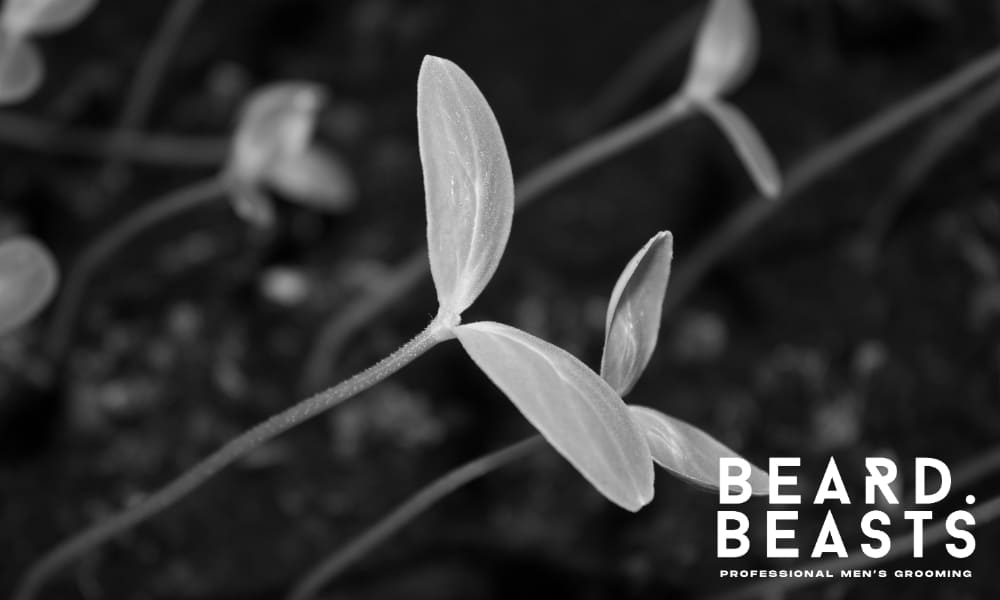 Close-up of a young plant sprouting new leaves from rich soil, symbolizing growth, renewal, and natural regrowth – Beard Beasts professional men’s grooming metaphor for reversing hair loss.