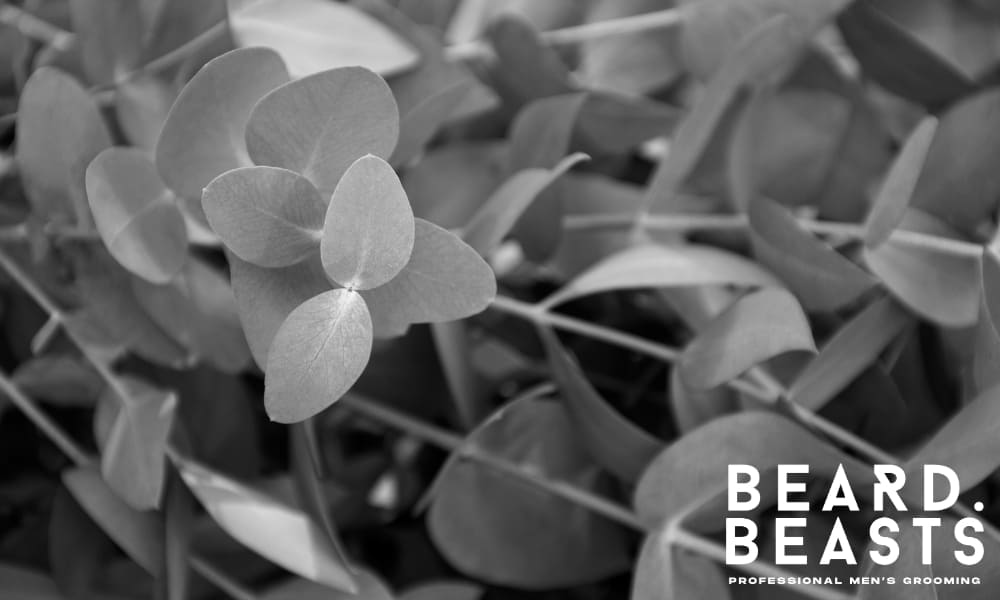 Eucalyptus Oil for Beard Care: Benefits